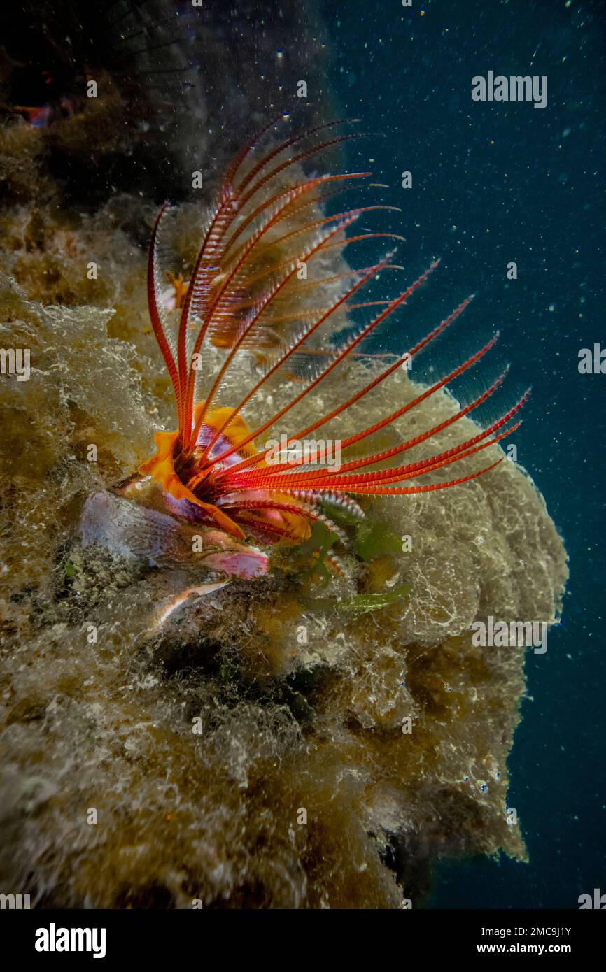 Gigante Acorn Barnacle, Balanus nubilus, sulla costa dell'Oregon a Charleston Marina, Stati Uniti Foto Stock