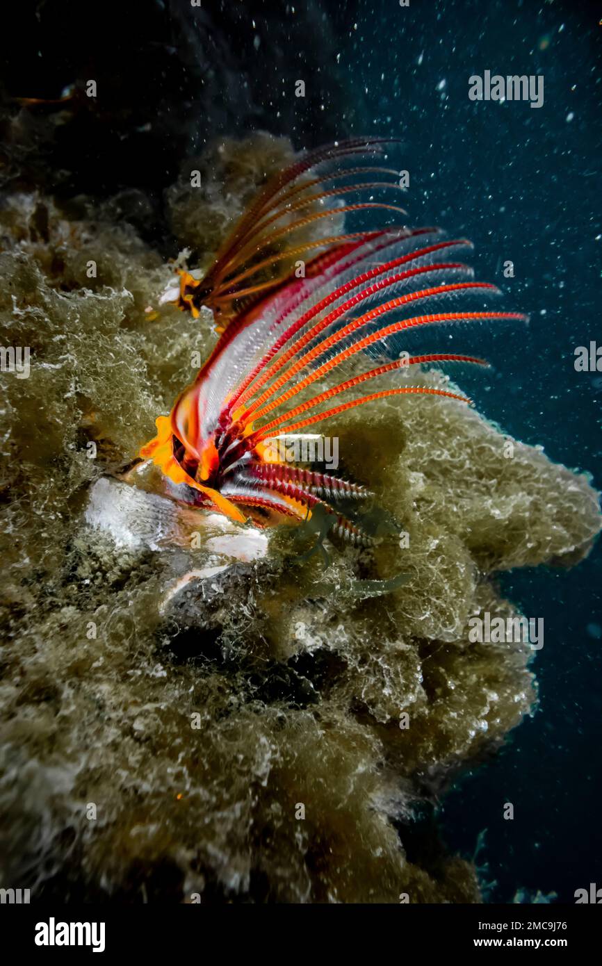 Gigante Acorn Barnacle, Balanus nubilus, sulla costa dell'Oregon a Charleston Marina, Stati Uniti Foto Stock