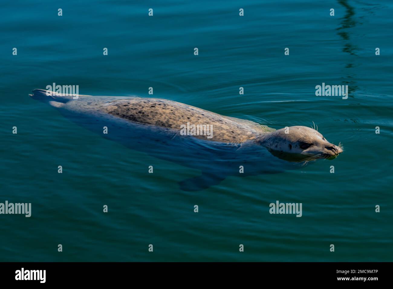 Harbor Seal, Phoca vitulina, in attesa di parti di pesce gettate a Charleston Marina sulla costa dell'Oregon, USA Foto Stock