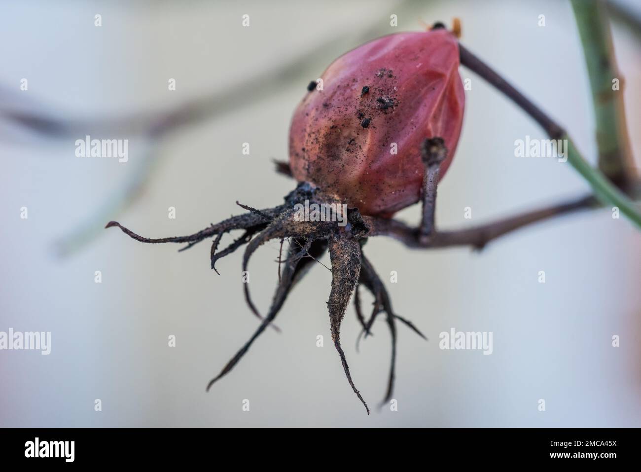 Le vecchie anche di rosa secche sui rami di un mazzo Foto Stock