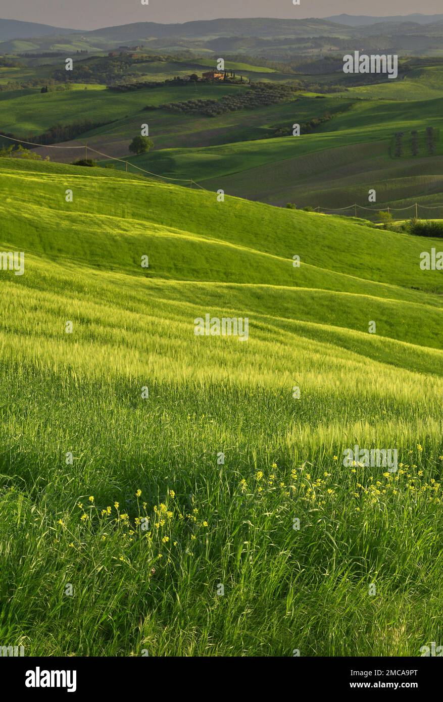 Splendide colline verdi e ondulate della Toscana in una giornata primaverile. Val d'Orcia, Italia Foto Stock