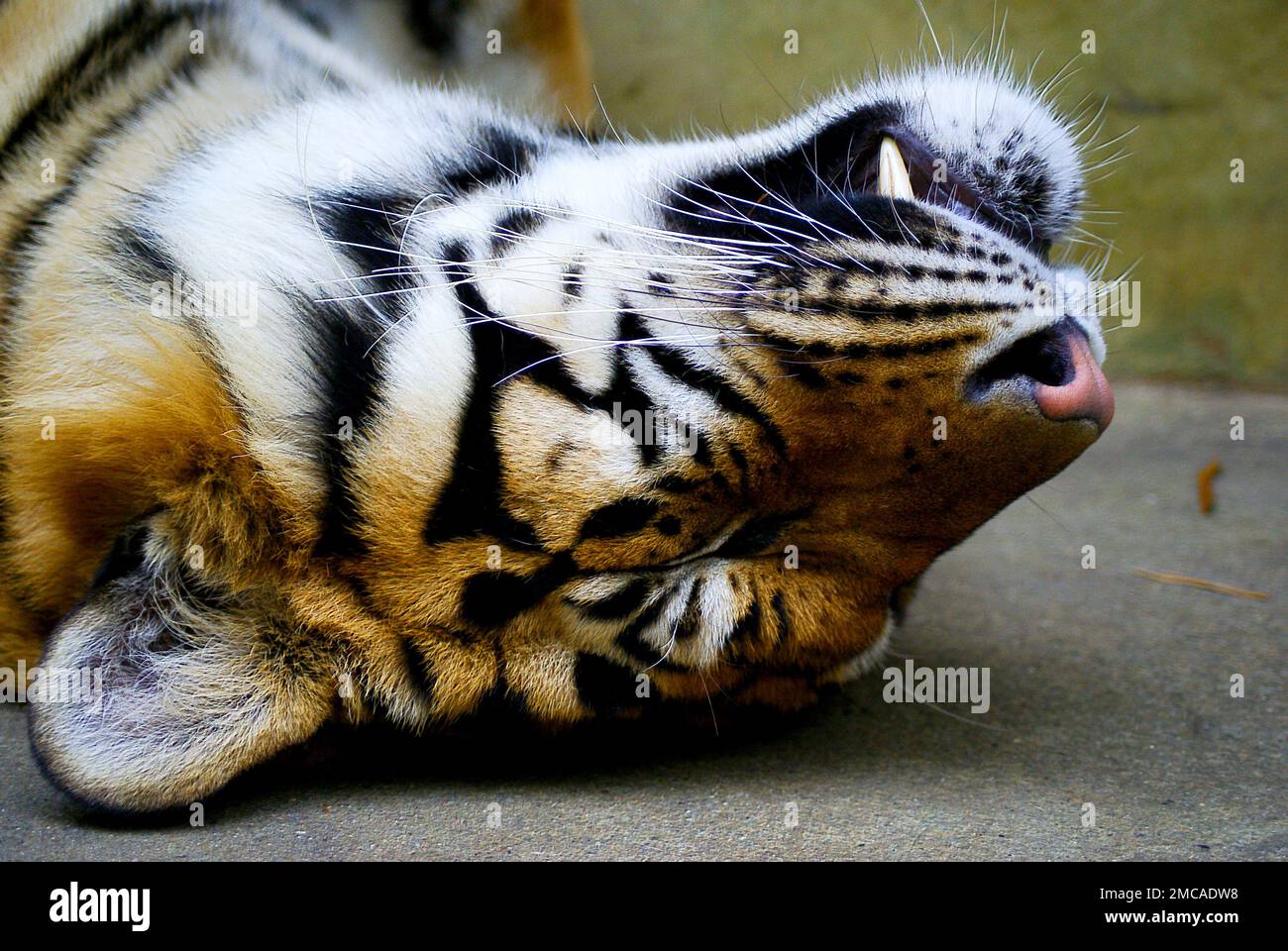 Una tigre selvaggia - animale pericoloso carino con peluria pelosa spogliata. Foto Stock