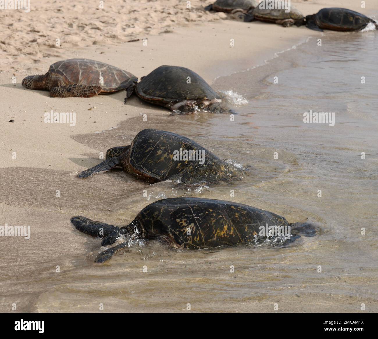 Gruppo di tartarughe verdi sulla spiaggia di Kauai Foto Stock