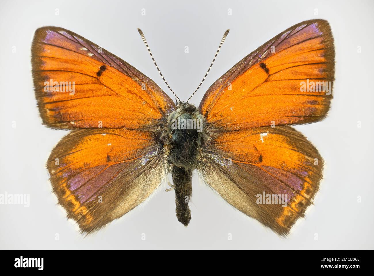 Il grande rame, Lycaena dispar, (famiglia Lycaenidae), una farfalla. Lato inferiore di un campione di 50 anni prelevato dalla collezione di farfalle. Foto Stock