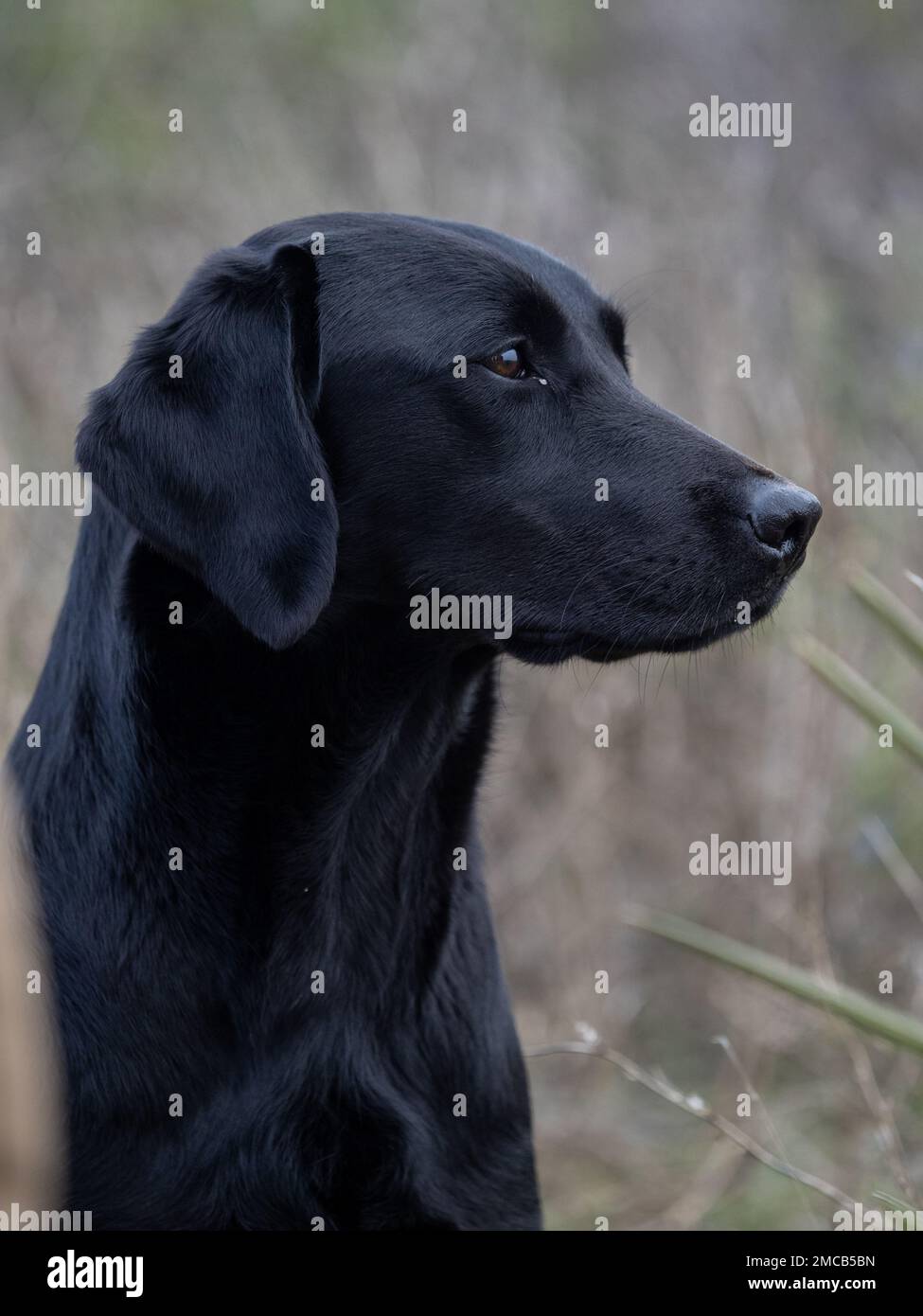 Labrador Retriever testa di cane purebred di colore nero Foto Stock