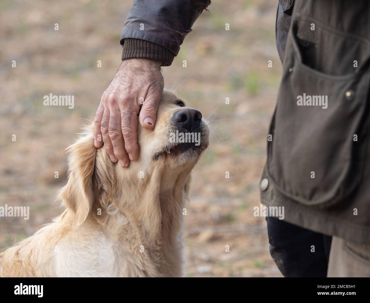 Capo del cane ribelle Golden Retriever carezzato dalla mano del suo proprietario Foto Stock