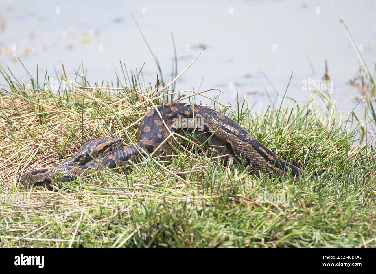 Python natalensis (Python natalensis) che emerge da un lago d'acqua dolce Foto Stock