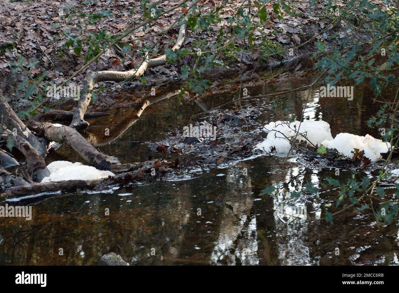 Farnham Common, Buckinghamshire, Regno Unito. 21st gennaio 2023. Inquinamento su un ruscello nei boschi di Burnham Beeches che sono un Sito di interesse Scientifico Speciale. Le aziende che producono acqua hanno il diritto di pompare acque reflue non trattate nei corsi d'acqua in periodi di forti precipitazioni, in un processo chiamato storm overflow. I gruppi ambientalisti, tuttavia, chiedono al governo di incarcerare i direttori delle compagnie idriche inquinanti per continuare a scaricare acque reflue nei corsi d'acqua del Regno Unito. Credit: Maureen McLean/Alamy Live News Foto Stock