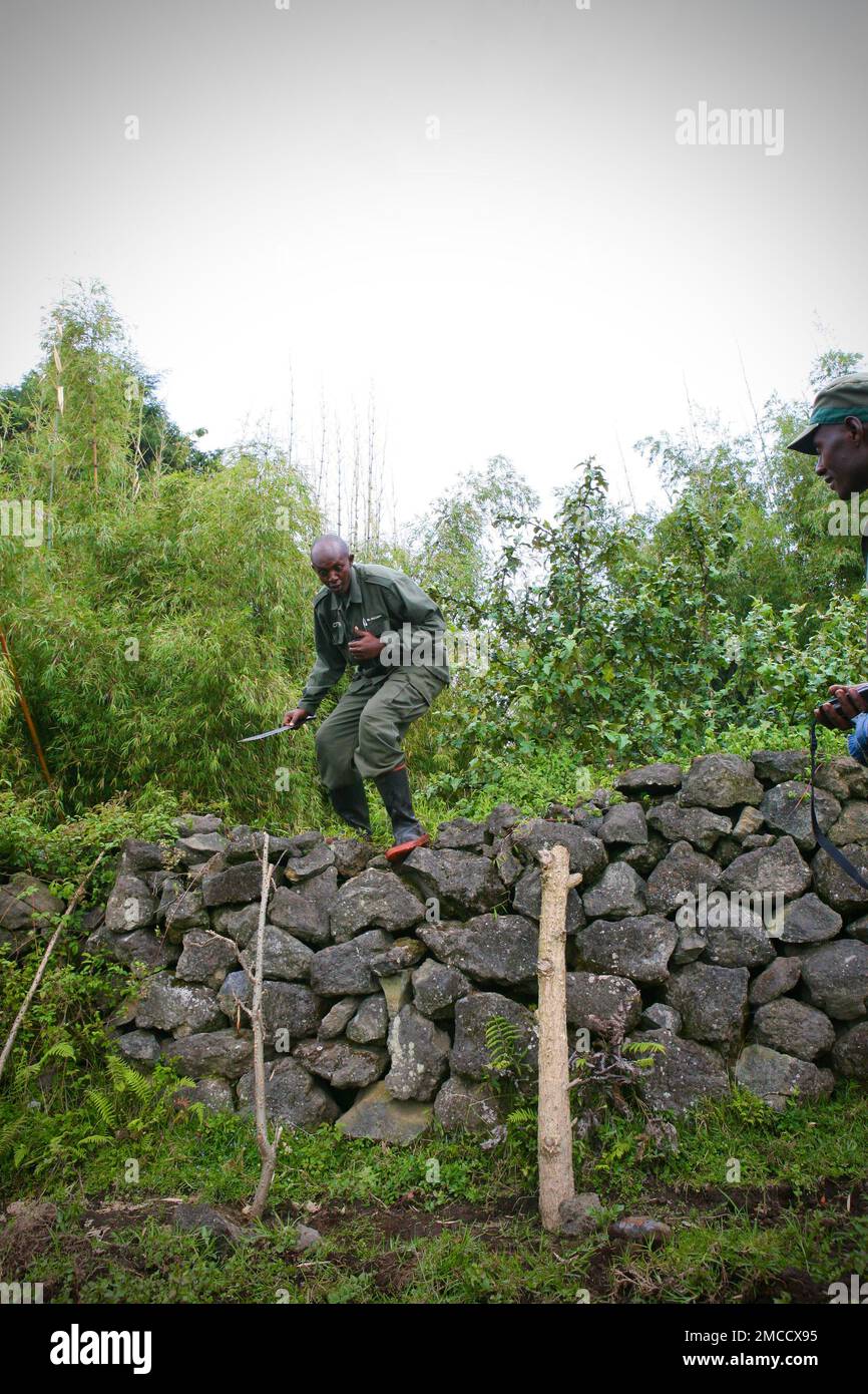 Parco Nazionale Virunga Mountain Gorilla Rangers con ballerini in Ruanda Foto Stock