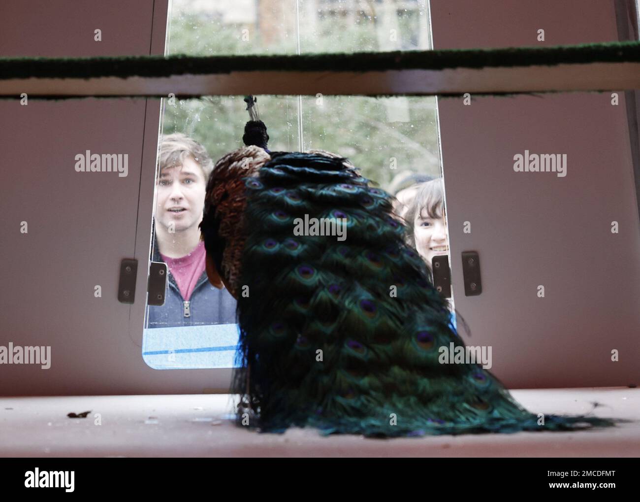 New York, Stati Uniti. 20th Jan, 2023. Le persone si riuniscono per scattare foto e dire Arrivederci a Jim e Phil, pavoni residenti della Cattedrale di San Giovanni il Divino, mentre si trovano in una casa di uccelli al coperto Sabato, 21 gennaio 2023 a New York City. La Cattedrale di San I tre pavoni di John the Divine sono presenti nei giardini della Cattedrale da oltre vent'anni e ora si spostano verso il ritiro presso Animal Nation, un santuario degli animali a South Salem, NY. Foto di John Angelillo/UPI Credit: UPI/Alamy Live News Foto Stock