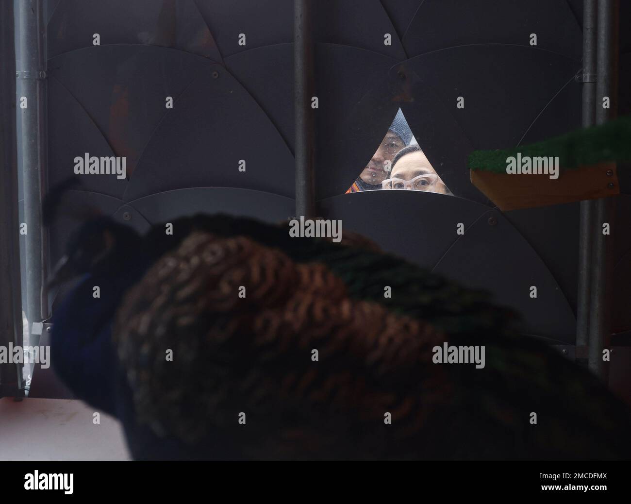 New York, Stati Uniti. 20th Jan, 2023. Le persone si riuniscono per scattare foto e dire Arrivederci a Jim e Phil, pavoni residenti della Cattedrale di San Giovanni il Divino, mentre si trovano in una casa di uccelli al coperto Sabato, 21 gennaio 2023 a New York City. La Cattedrale di San I tre pavoni di John the Divine sono presenti nei giardini della Cattedrale da oltre vent'anni e ora si spostano verso il ritiro presso Animal Nation, un santuario degli animali a South Salem, NY. Foto di John Angelillo/UPI Credit: UPI/Alamy Live News Foto Stock