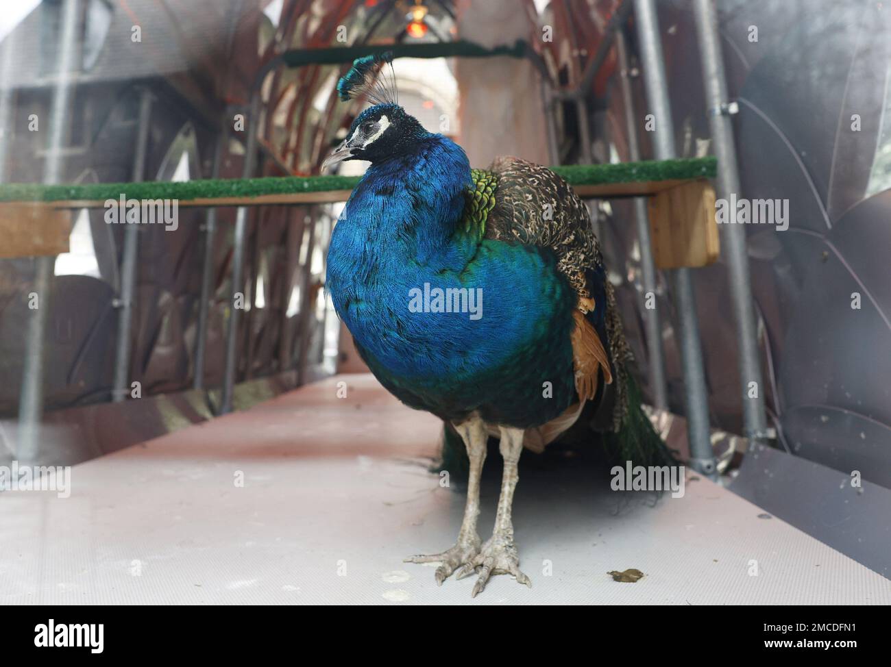 New York, Stati Uniti. 20th Jan, 2023. Jim, uno dei pavoni residenti della Cattedrale di San John The Divine, si trova in un'abitazione per uccelli al coperto sabato 21 gennaio 2023 a New York City. La Cattedrale di San I tre pavoni di John the Divine sono presenti nei giardini della Cattedrale da oltre vent'anni e ora si spostano verso il ritiro presso Animal Nation, un santuario degli animali a South Salem, NY. Foto di John Angelillo/UPI Credit: UPI/Alamy Live News Foto Stock