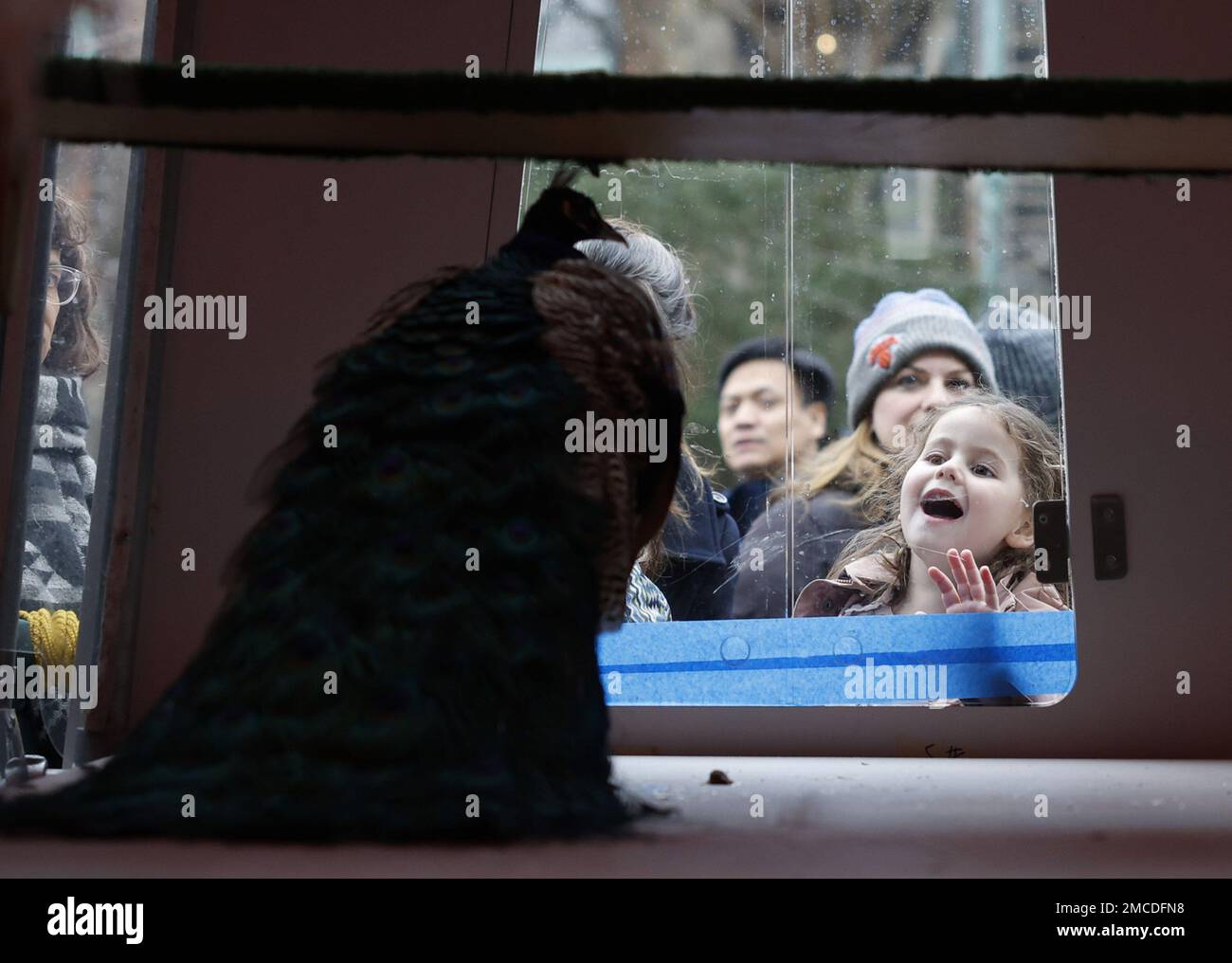 New York, Stati Uniti. 20th Jan, 2023. Le persone si riuniscono per scattare foto e dire Arrivederci a Jim e Phil, pavoni residenti della Cattedrale di San Giovanni il Divino, mentre si trovano in una casa di uccelli al coperto Sabato, 21 gennaio 2023 a New York City. La Cattedrale di San I tre pavoni di John the Divine sono presenti nei giardini della Cattedrale da oltre vent'anni e ora si spostano verso il ritiro presso Animal Nation, un santuario degli animali a South Salem, NY. Foto di John Angelillo/UPI Credit: UPI/Alamy Live News Foto Stock