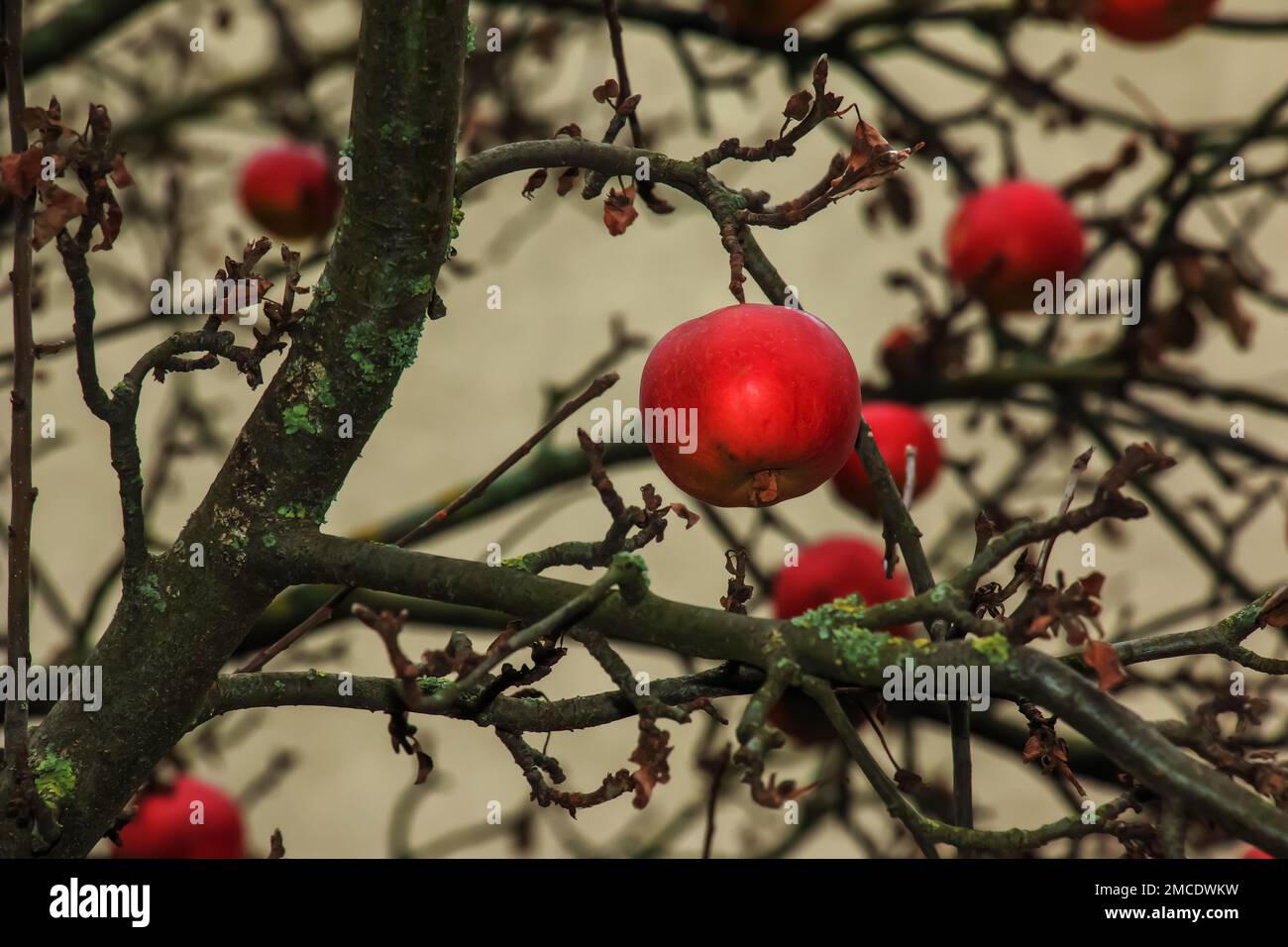 Frutta di mela marciume e overmature su un ramo in inverno. Non raccolto in tempo sui rami di alberi nel giardino. Foto Stock