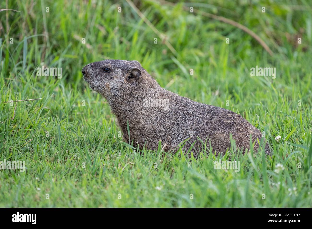Primo piano Ritratto di Groundhog (Marmota Monax) guardando la fotocamera in campo nella contea di Berks, Pennsylvania Foto Stock