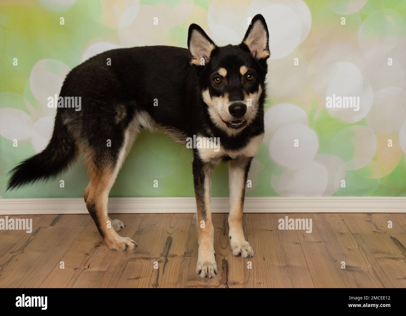 carino nero e beige husky mix cucciolo cane in piedi sorridente Foto Stock