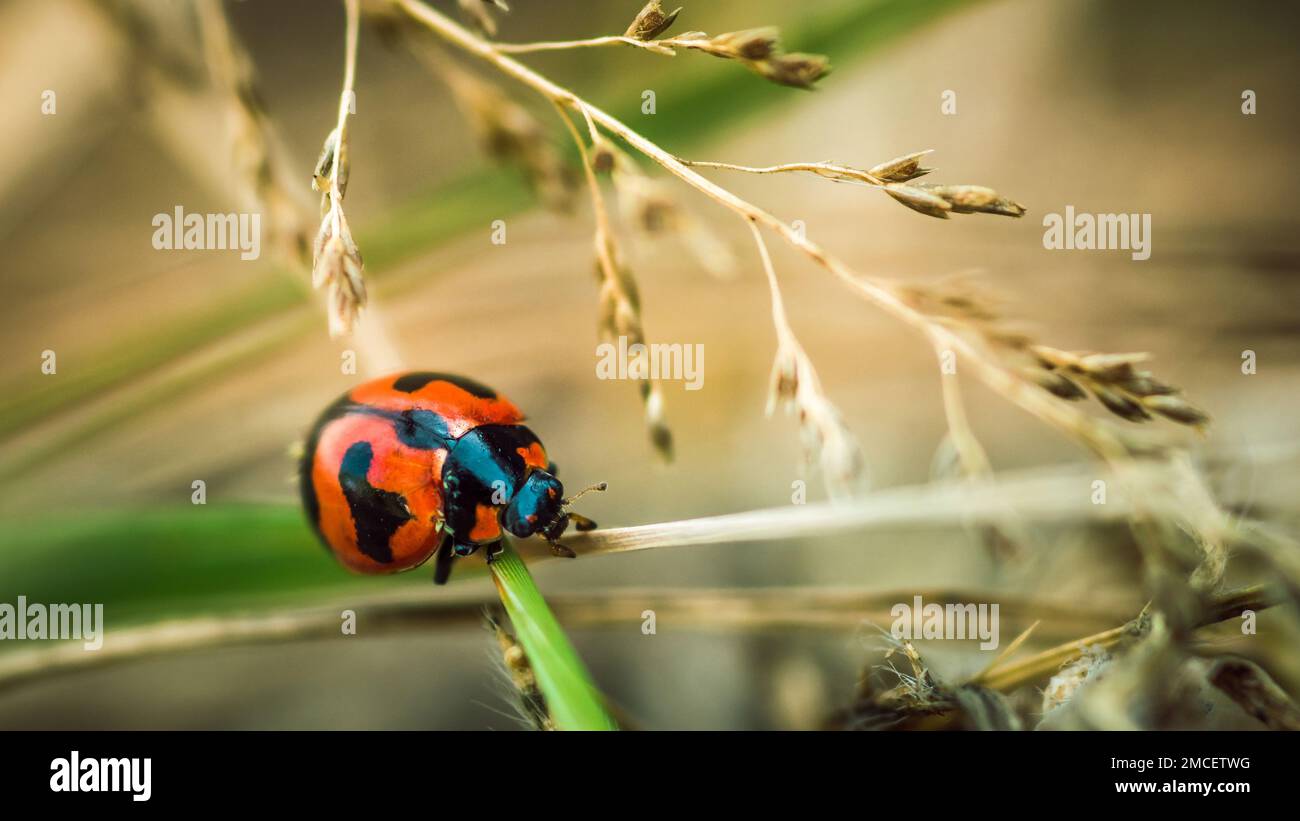 Ladybugs rosso su foglia verde e natura sfondo sfocato. Foto Stock