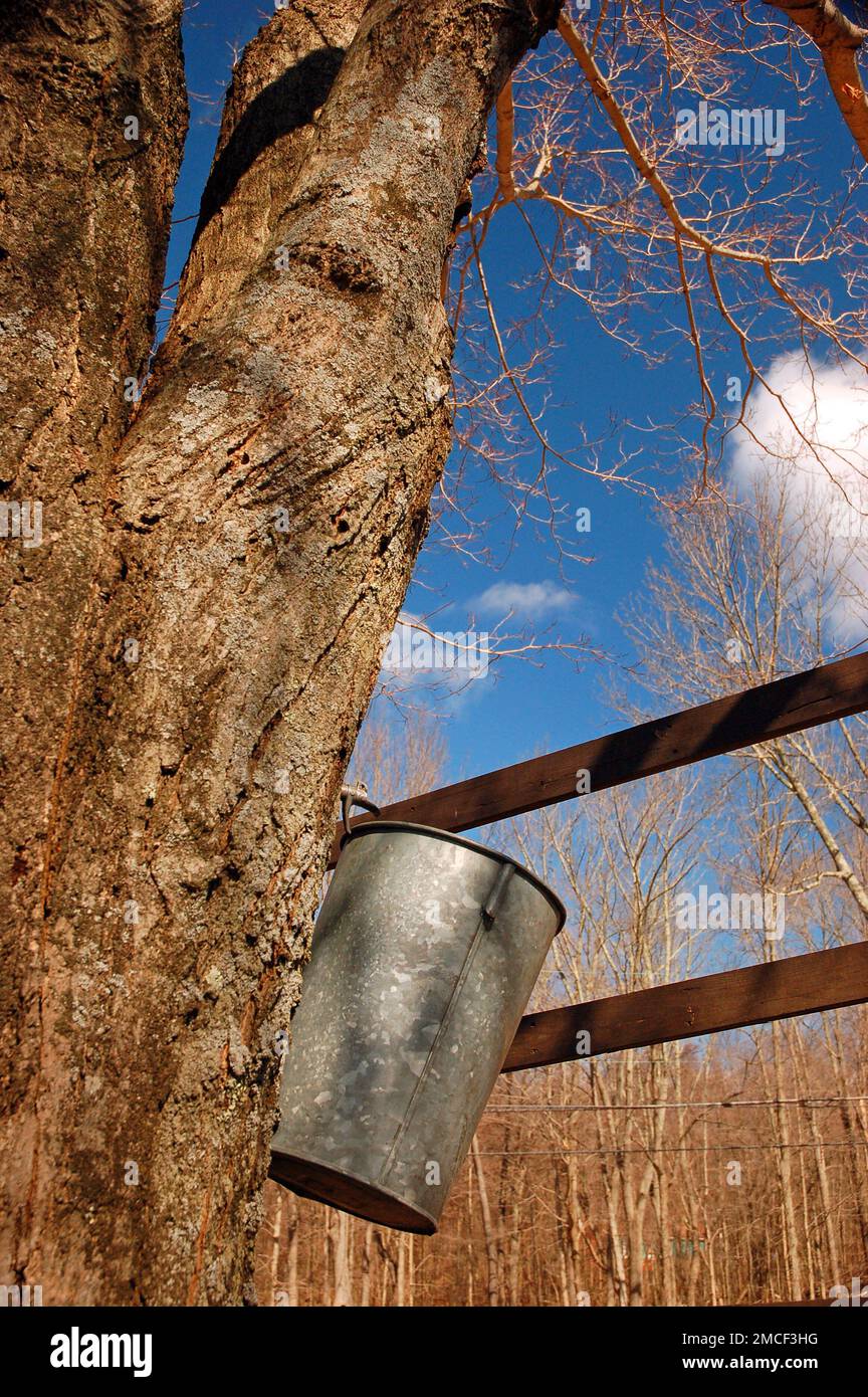 Un secchio è attaccato ad un albero dell'acero, raccogliendo la linfa che sarà usata per fare lo sciroppo puro dell'acero Foto Stock