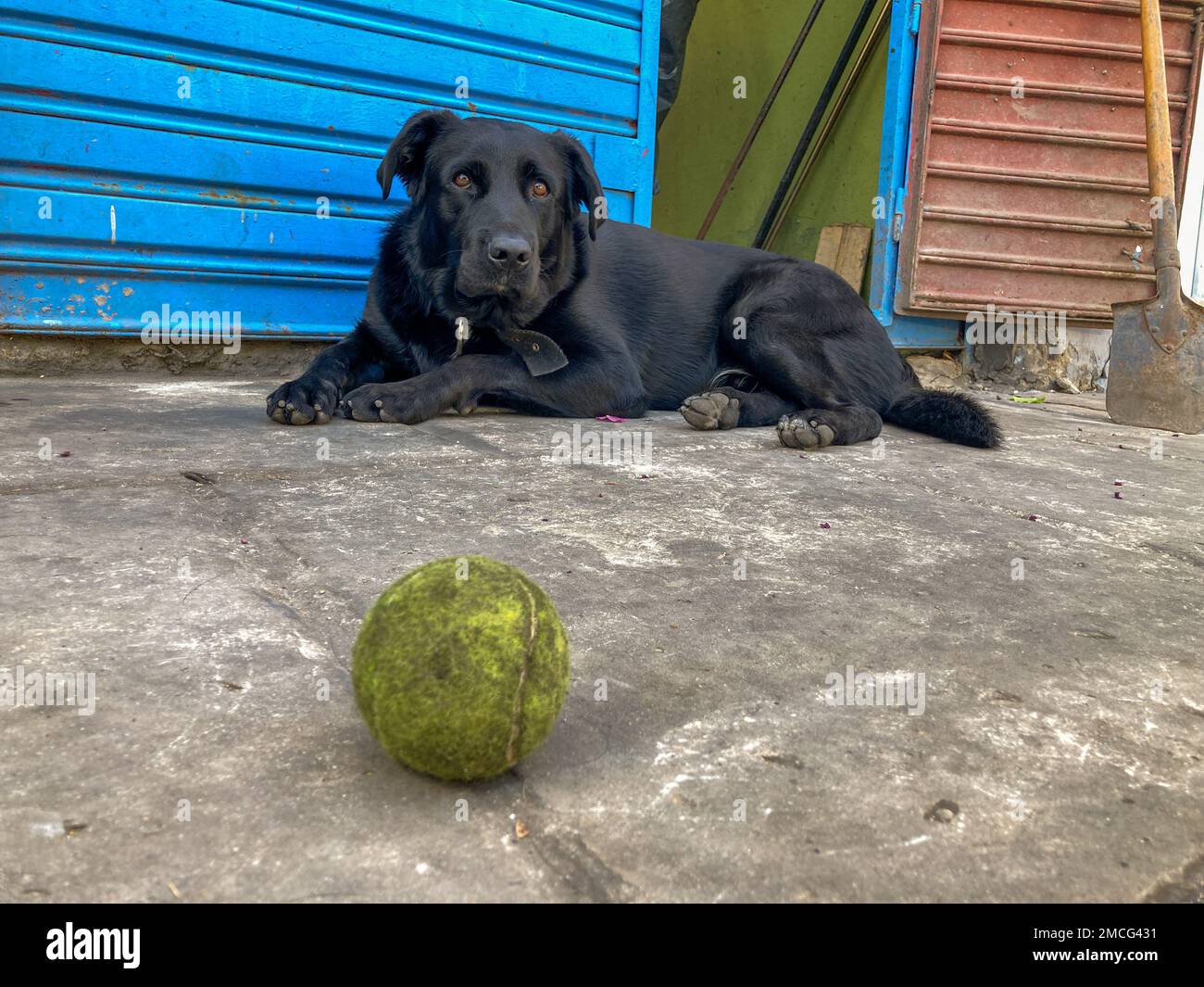 divertente cane nero in attesa di giocare con una palla da tennis Foto Stock
