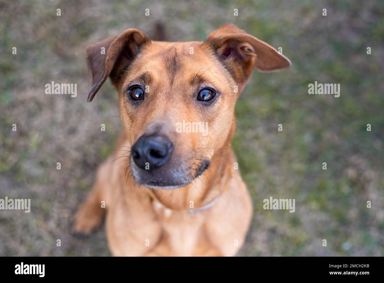 Ritratto di un carino cane marrone misto Foto Stock