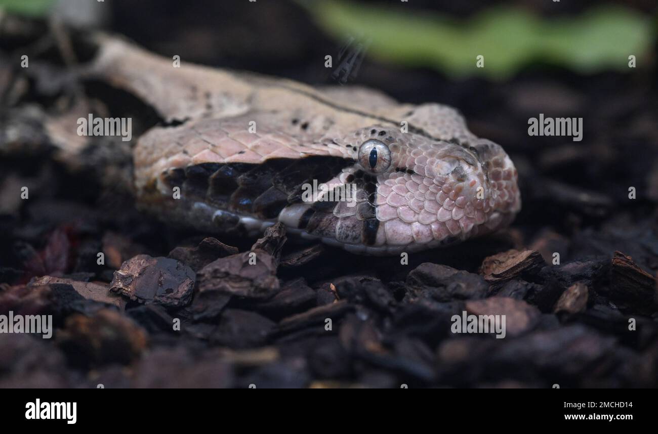 Stoccarda, Germania. 21st Jan, 2023. Una vipera Gabon (Bitis gabonica) si trova in un terrario presso il Wilhelma di Stoccarda. Il Ministro federale dell'agricoltura Özdemir chiede il divieto di detenzione privata di animali esotici. (A dpa: 'Forte critica della proposta di Özdemir di vietare alcune specie animali') Credit: Bernd Weißbrod/dpa/Alamy Live News Foto Stock