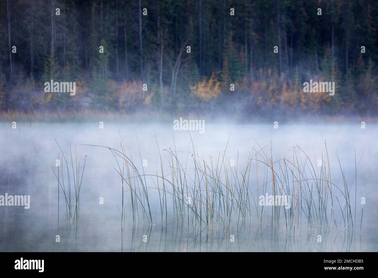 Precipita in una nebbia mattutina lungo le rive del lago Patricia, del Jasper National Park, Alberta, Canada Foto Stock