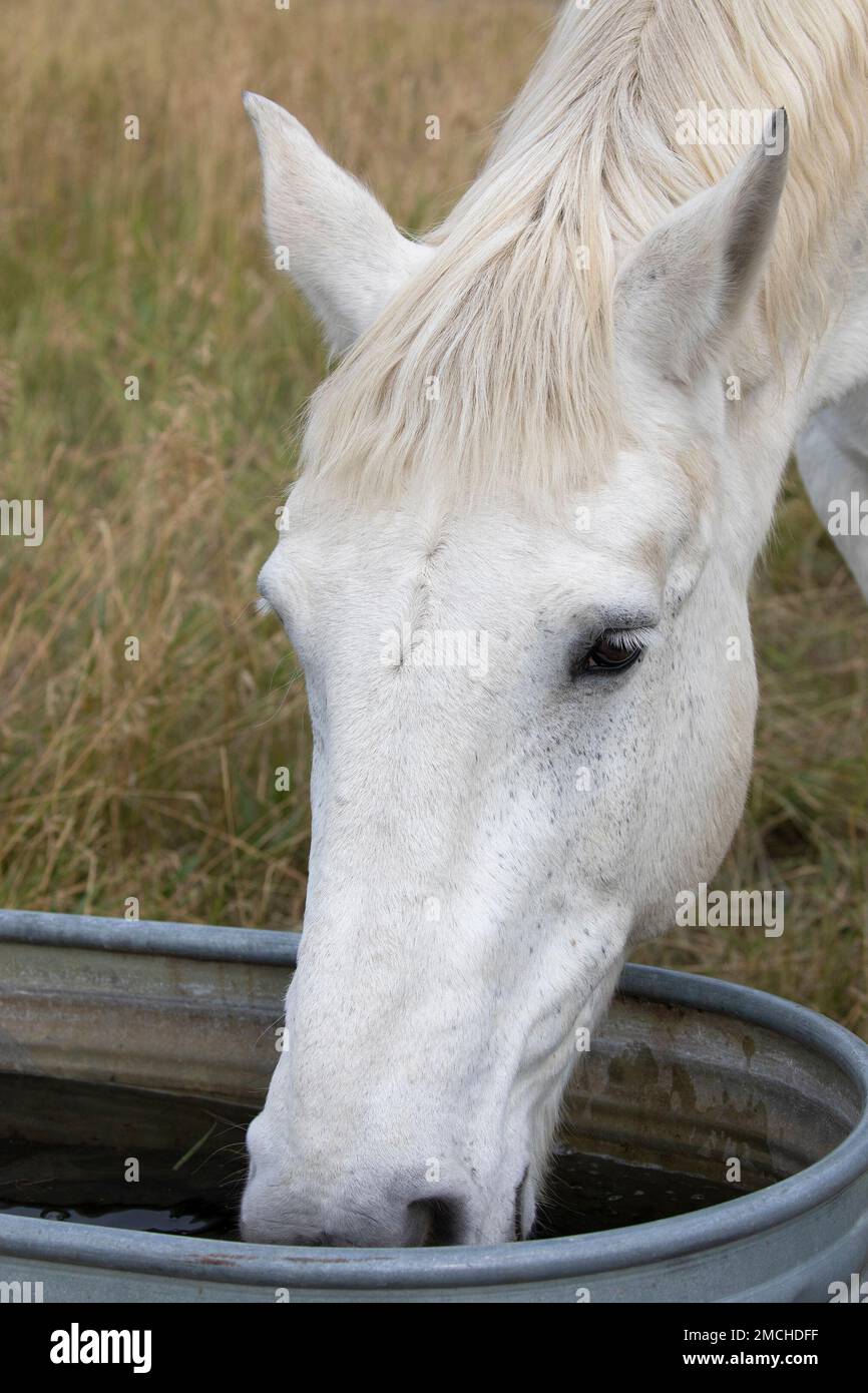 Percheron cavallo alla spina che beve dall'acqua in pascolo su un ranch in Alberta, Canada. Foto Stock