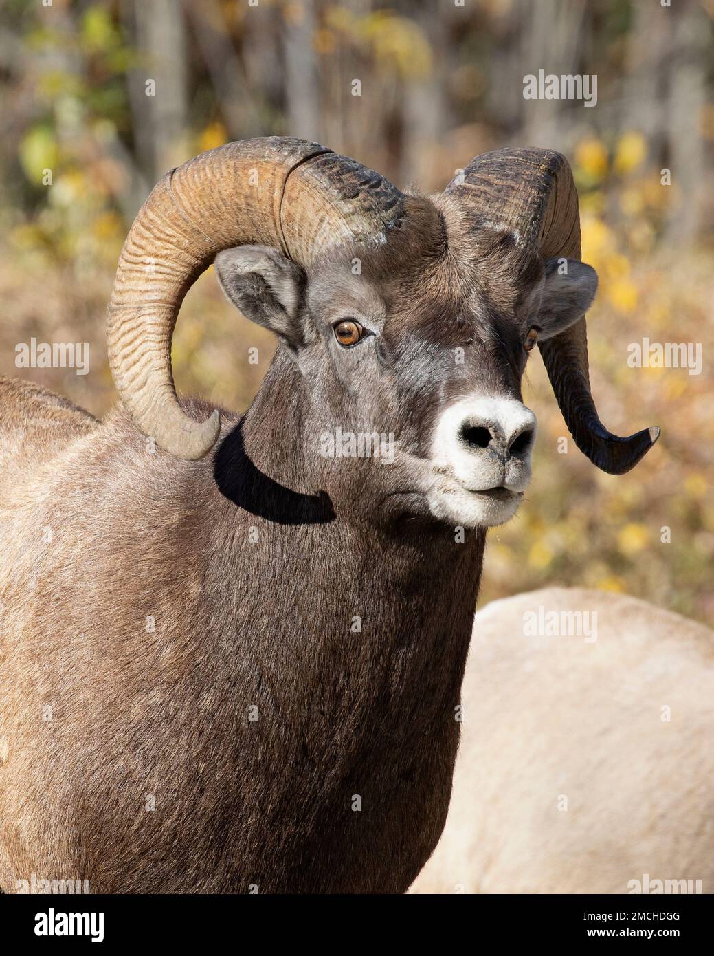 Testa di montone di pecora di Bighorn in primo piano nel Jasper National Park, Alberta, Canada. Ovis canadensis. Foto Stock