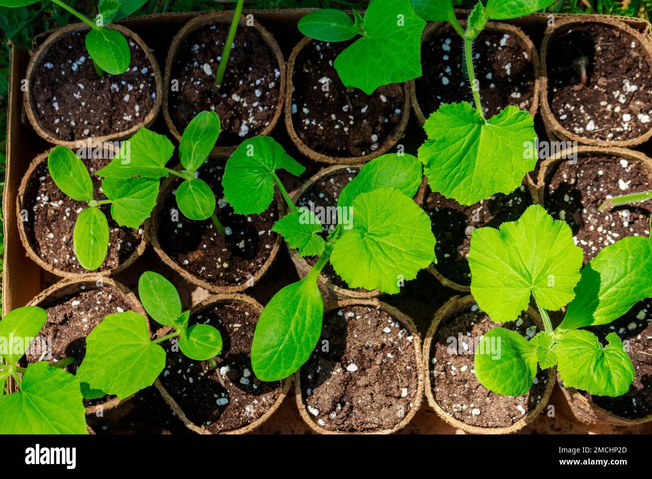 I semi di una pianta di cetriolo crescono in una pentola. Foto Stock