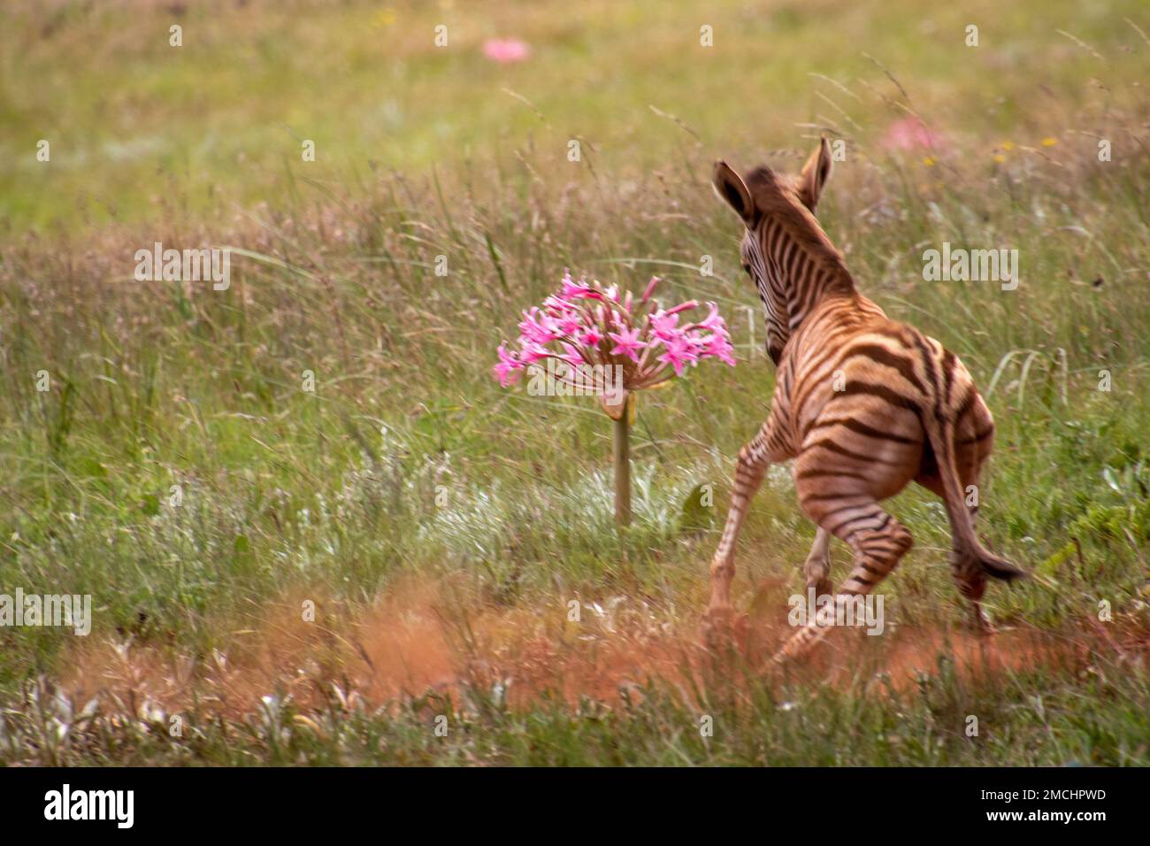 Un fallo zebra e un giglio africano rosa in un campo verde Foto Stock