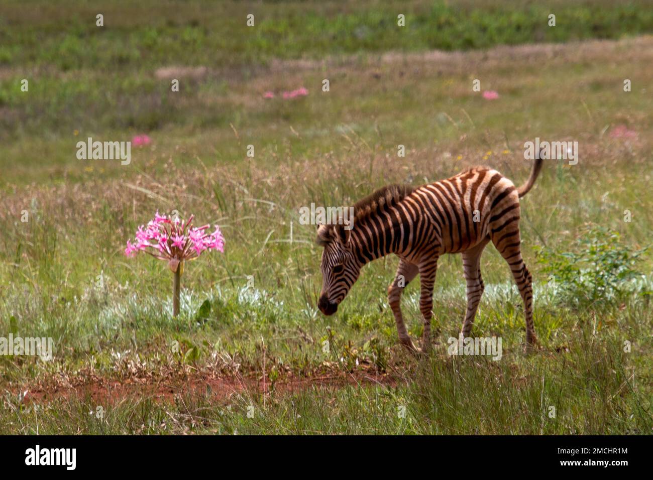 Un fallo zebra e un giglio africano rosa in un campo verde Foto Stock