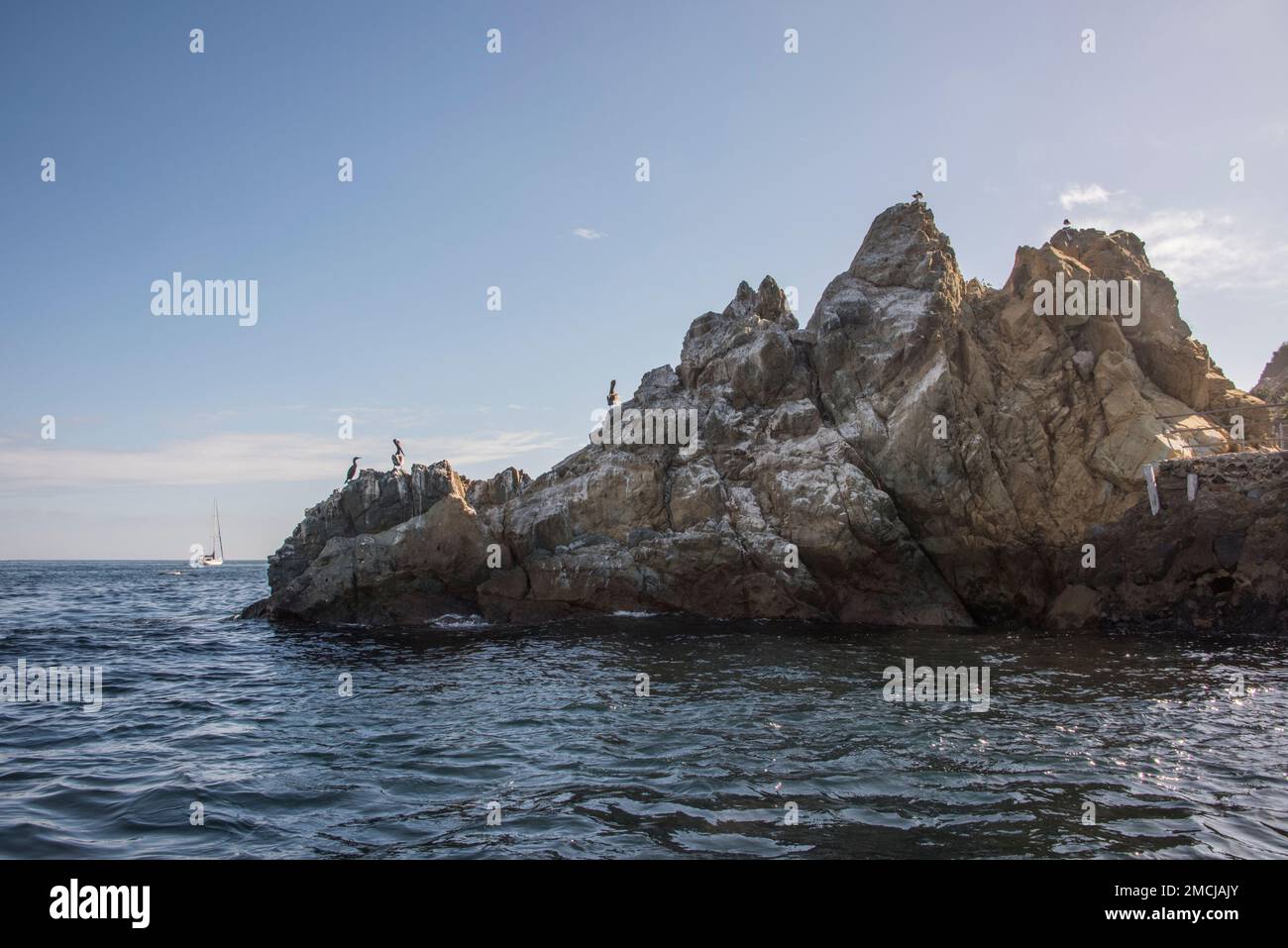 Pellicani marroni e cormorani si radunano su rocce specifiche lungo il porto di Avalon, Catalina Island, Los Angeles County, California, USA Foto Stock