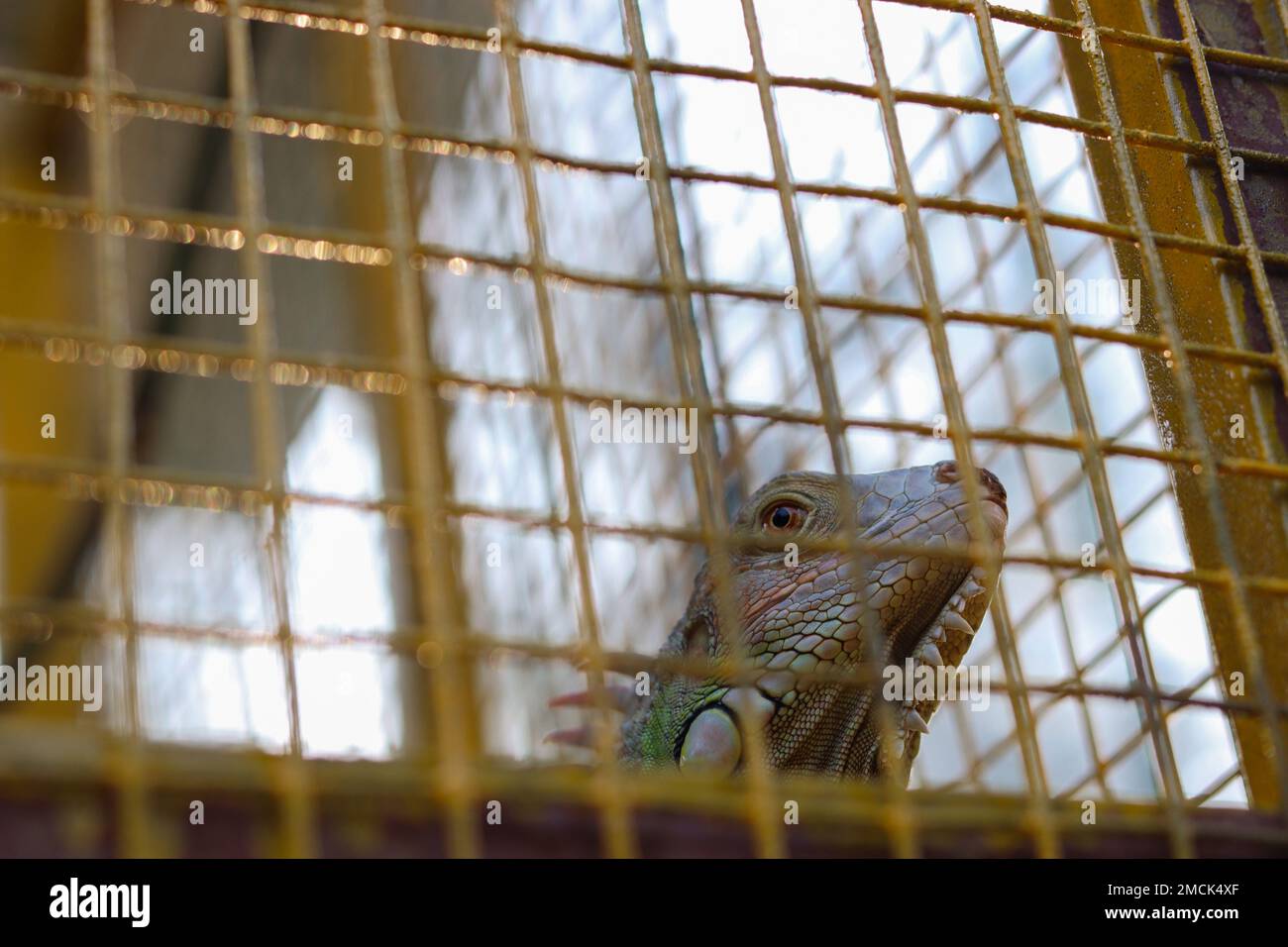 Attenzione selettiva all'occhio di iguana verde nella gabbia del parco. Foto Stock