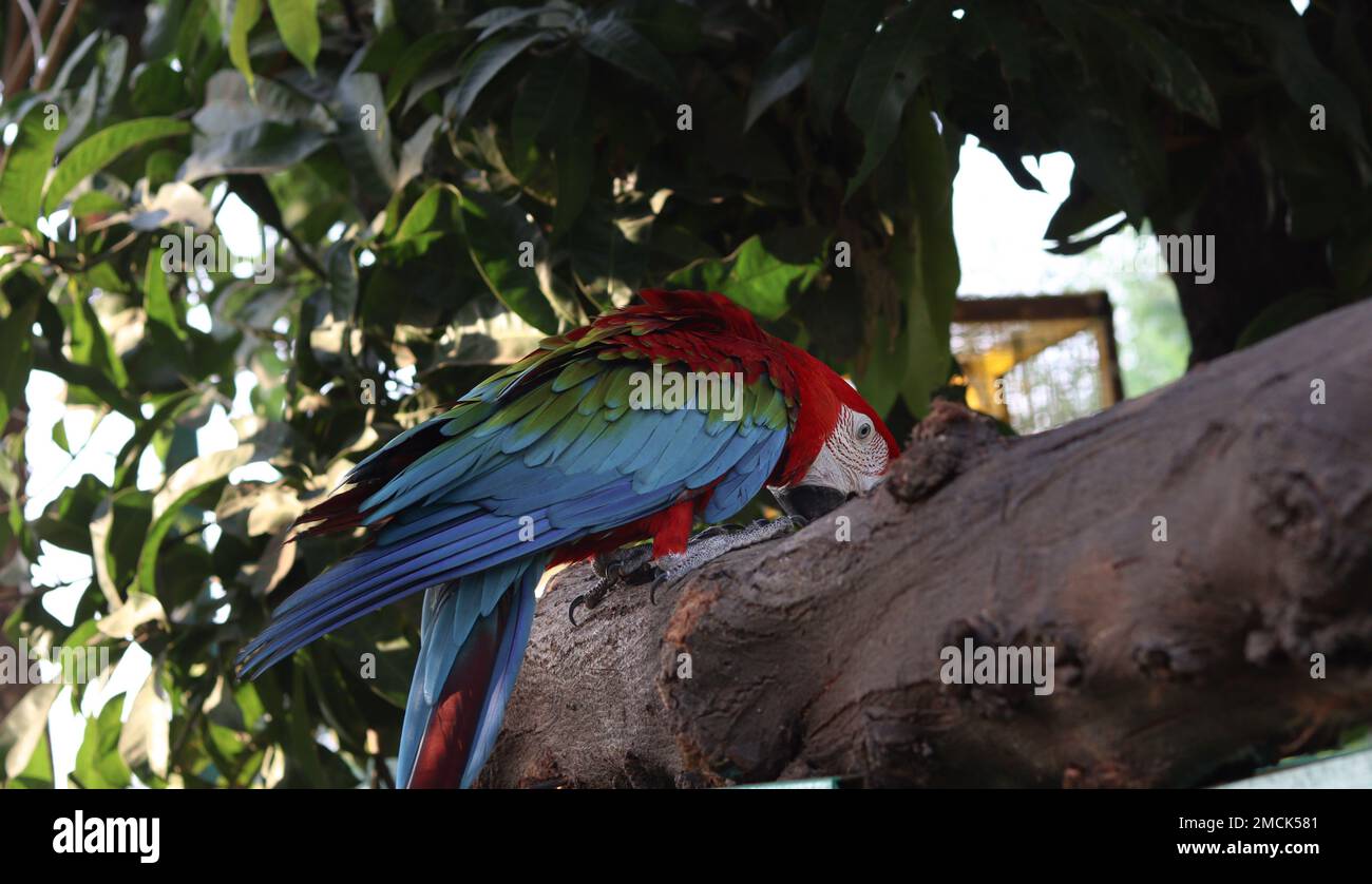 Attenzione selettiva alle piume colorate del pappagallo di Macao nel parco Foto Stock