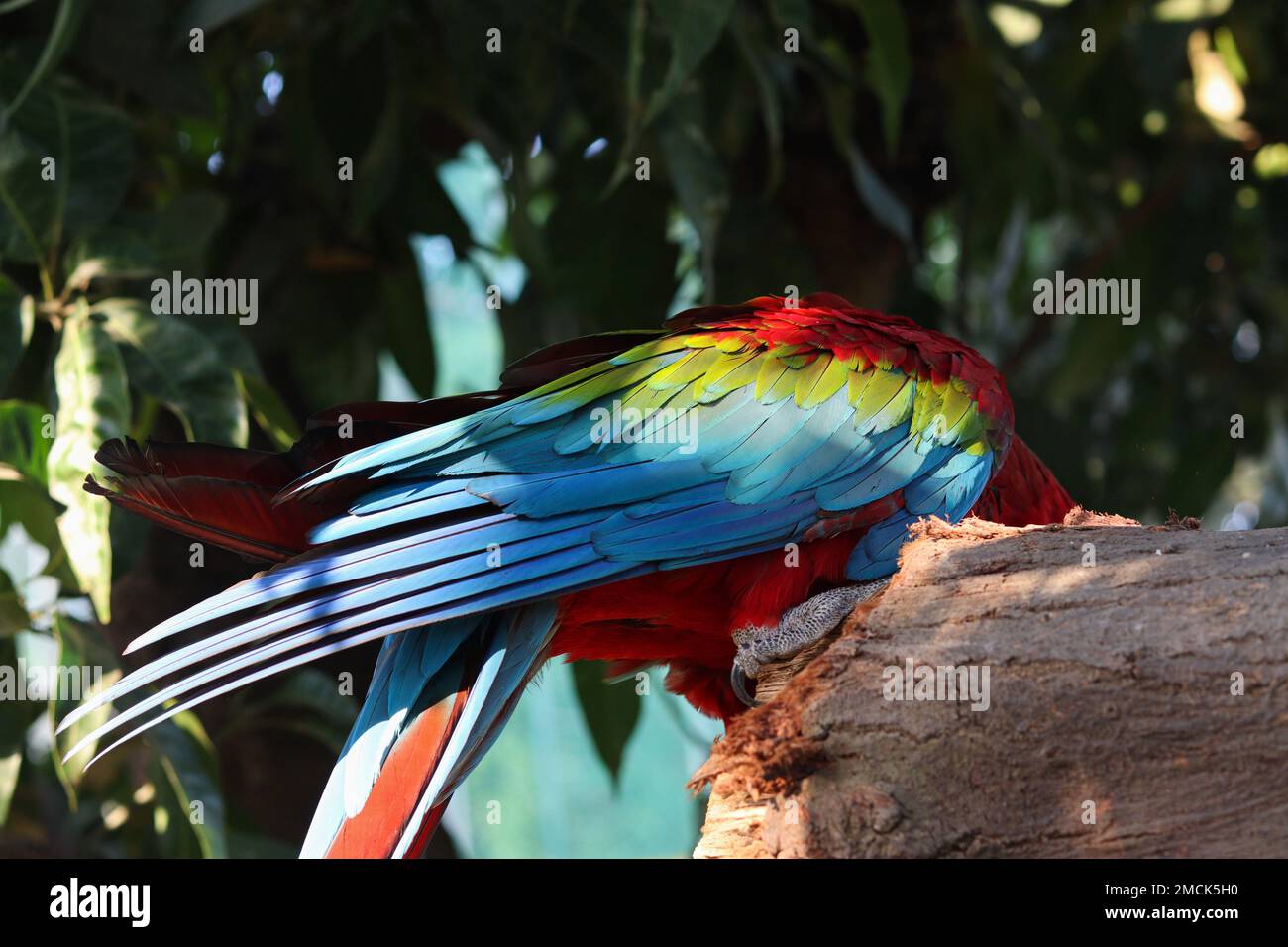 Attenzione selettiva alle piume colorate del pappagallo di Macao nel parco Foto Stock