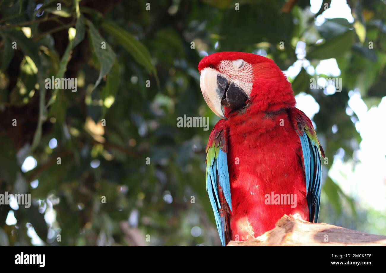 Primo piano colpo di pappagallo Macaw ad occhio chiuso. Pappagallo di Macaw con sfondo verde Foto Stock