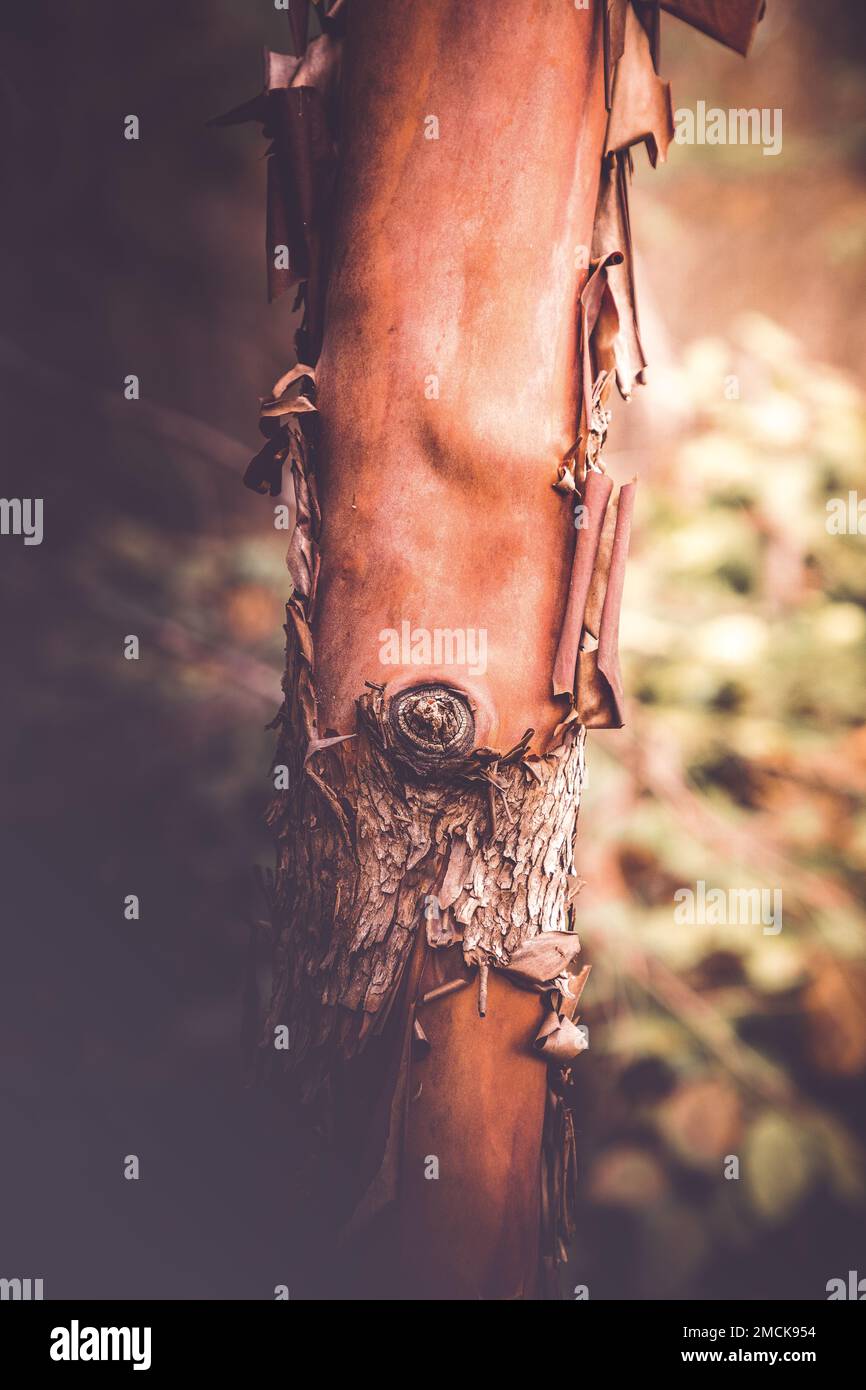 Arbutus tree (Arbutus menziesii), Russell Island, British Columbia, Canada Foto Stock