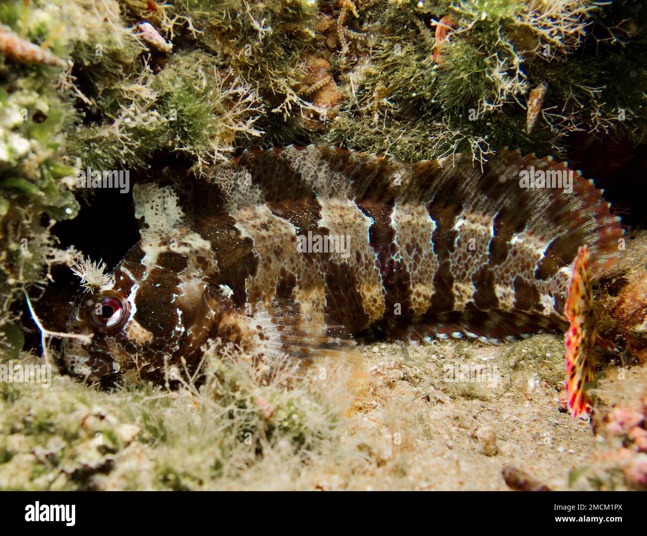 Parablennius gattorugine dall'isola di Cipro Foto Stock