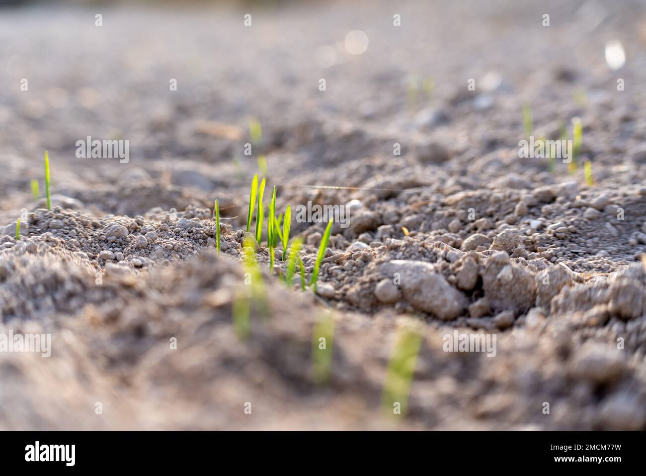 Giovani piante di grano invernale. Raccolto di grano giovane in un campo. Campo di grano giovane, orzo, segale. Grano verde giovane che cresce nel suolo. Foto Stock