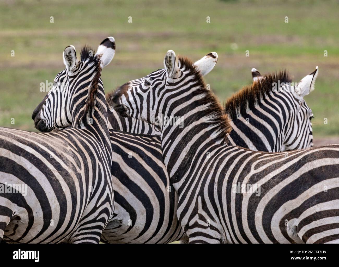 Zebre, Parco Nazionale di Amboseli, Kenya, Africa Foto Stock