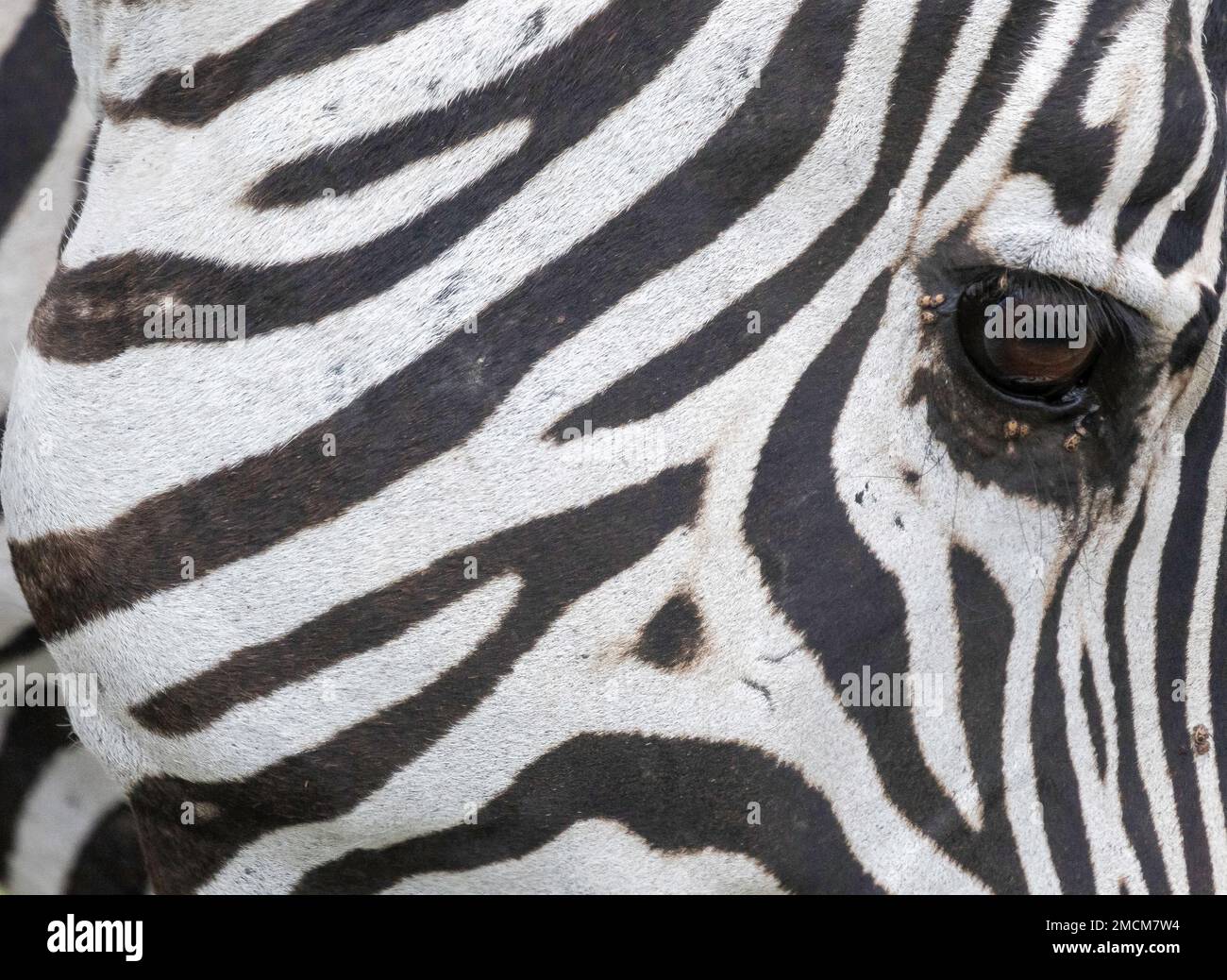 Primo piano di zebra, Parco Nazionale di Amboseli, Kenya, Africa Foto Stock