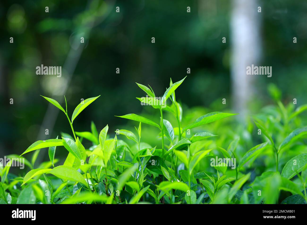 Mangiare foglie di tè verde effetti collaterali immagini e fotografie stock  ad alta risoluzione - Alamy
