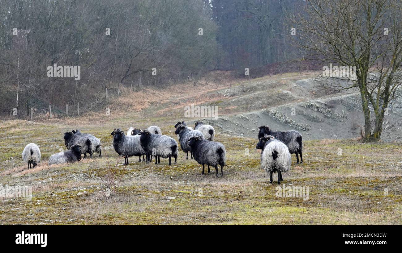 Una mandria di pecora tedesca di brughiera grigia. Il nome tedesco di questa razza è Heidschnucke. Si tratta di una pecora nordeuropea a coda corta con capelli grigi, nera Foto Stock