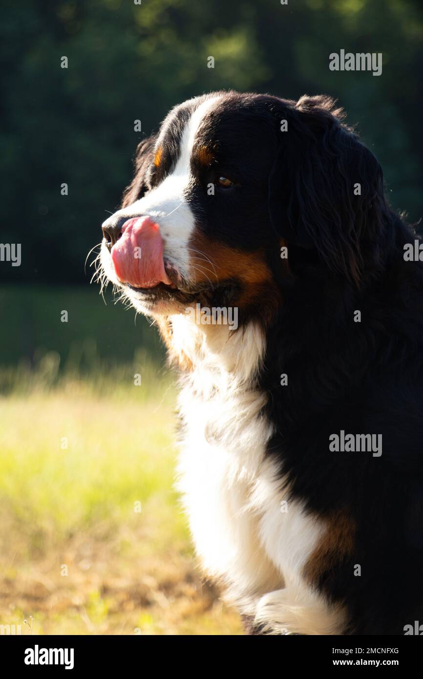 cane di montagna bernese nel parco in estate per passeggiate in ucraina, cane purebred, cane da addestramento Foto Stock