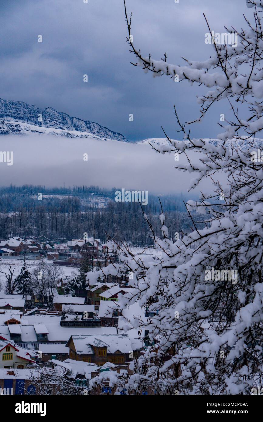India. 21st Jan, 2023. Dopo un lungo periodo asciutto, la pianura del Kashmir ricevette una fresca nevicata. La prima nevicata della stagione è diventata una celebrazione in tutto il Kashmir. (Credit Image: © Saqlain Ashraf/Pacific Press via ZUMA Press Wire) SOLO PER USO EDITORIALE! Non per USO commerciale! Foto Stock