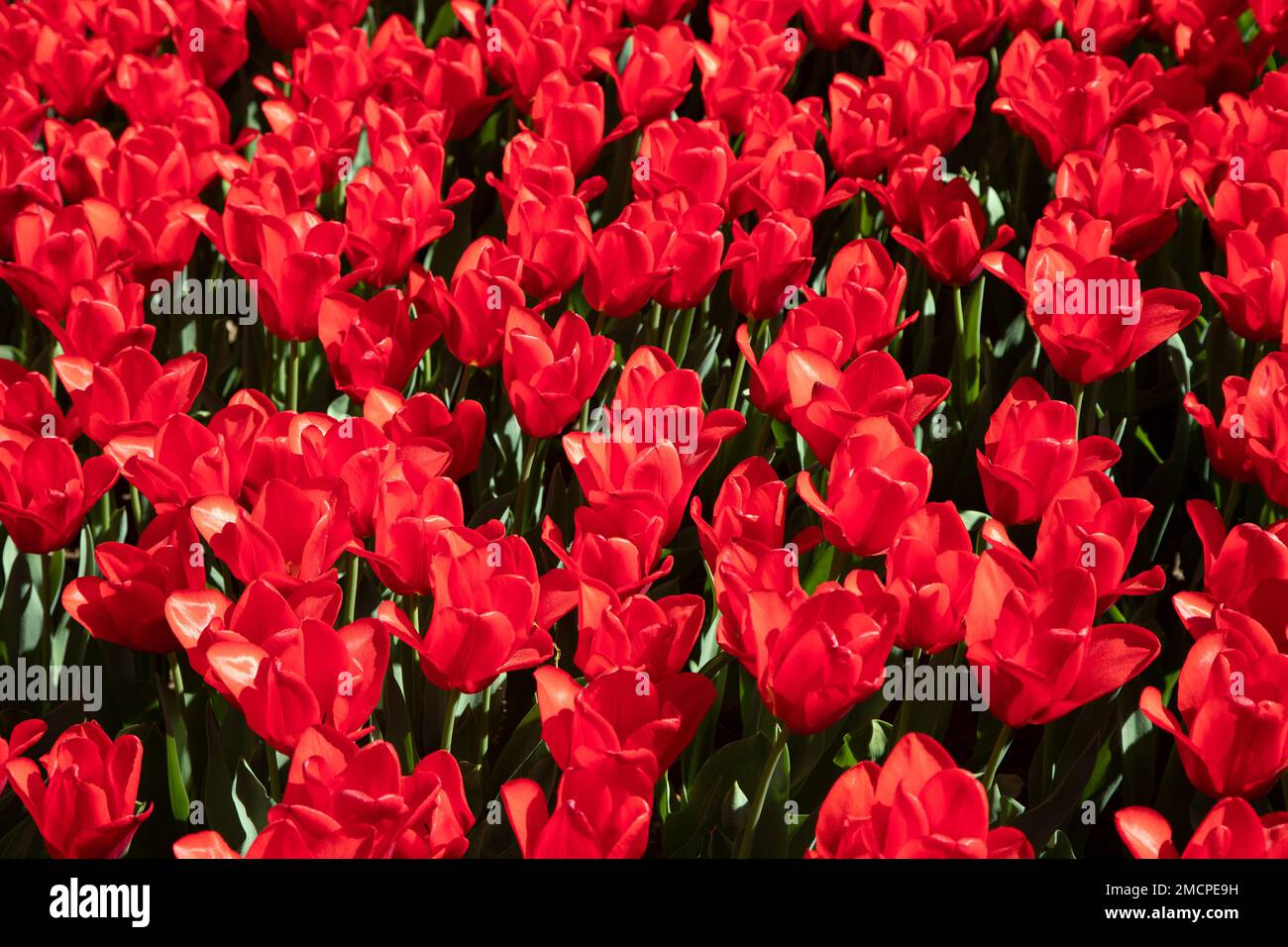 Molti tulipani rossi in giardino Foto Stock