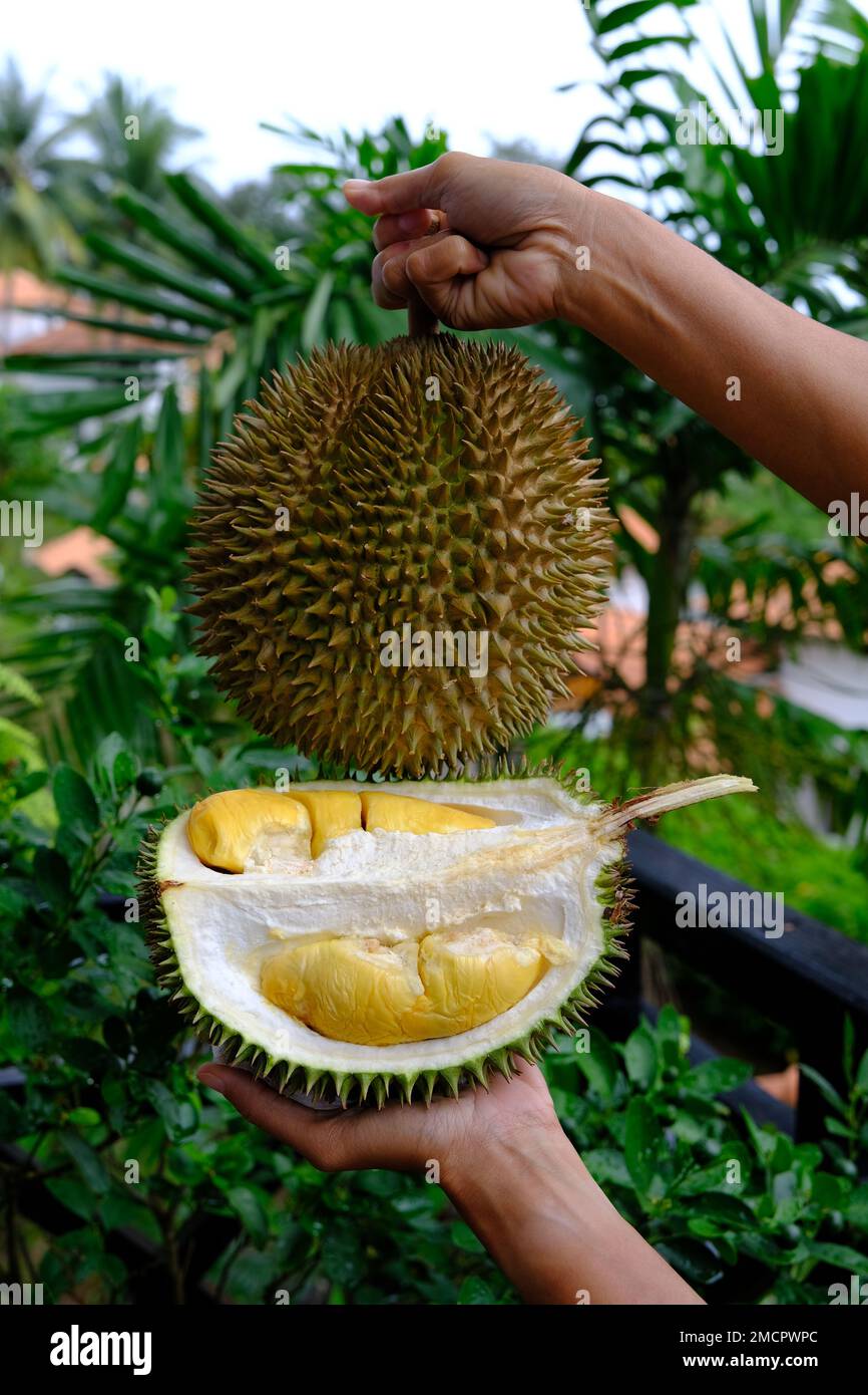Indonesia Batam - taglio Durian rivelando la sua polpa Foto Stock