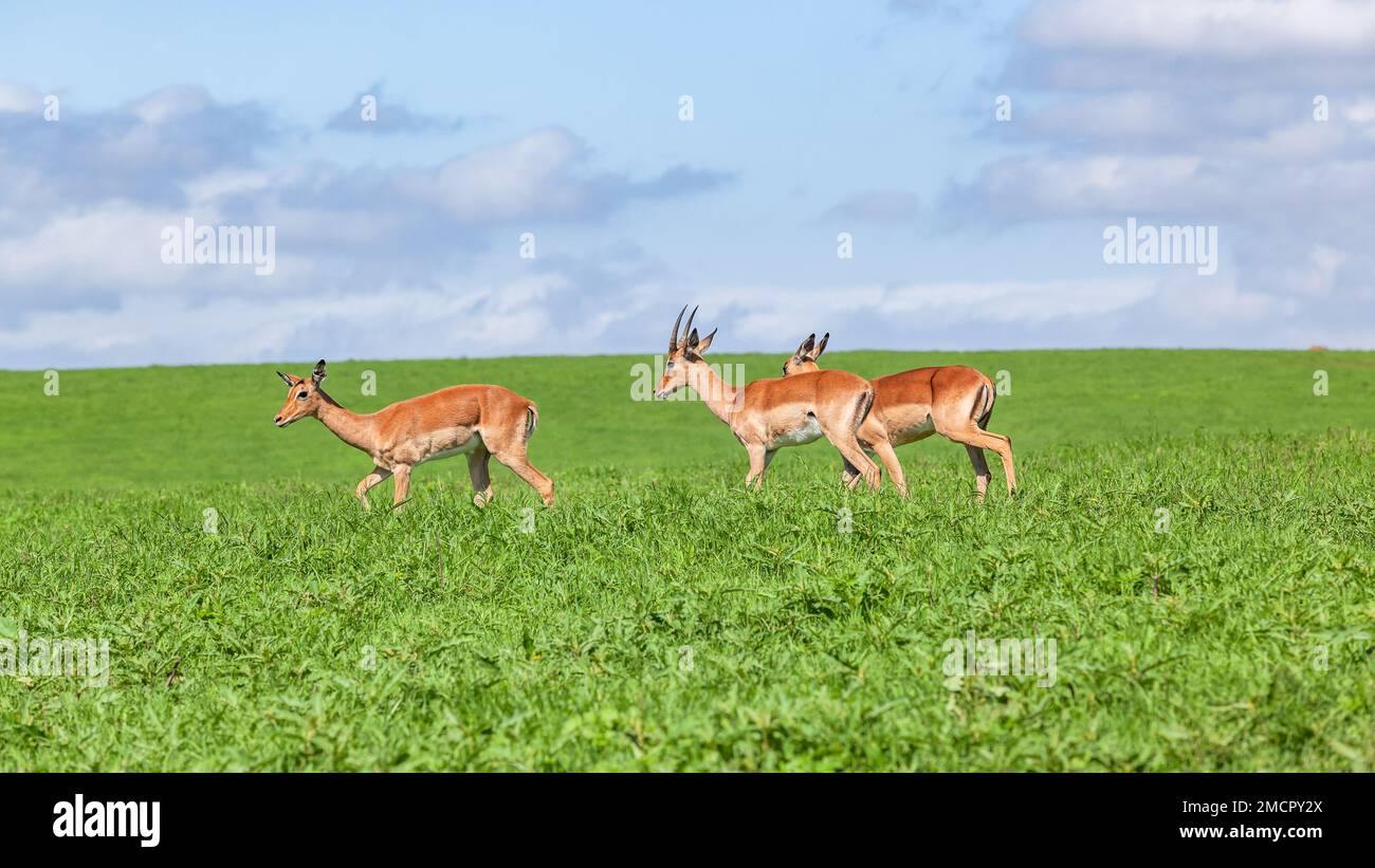 Fauna selvatica giovane buck nyala antilopi animali su prato altopiano collina in riserva naturale parco in una calda estate allarme giorno per i predatori. Foto Stock