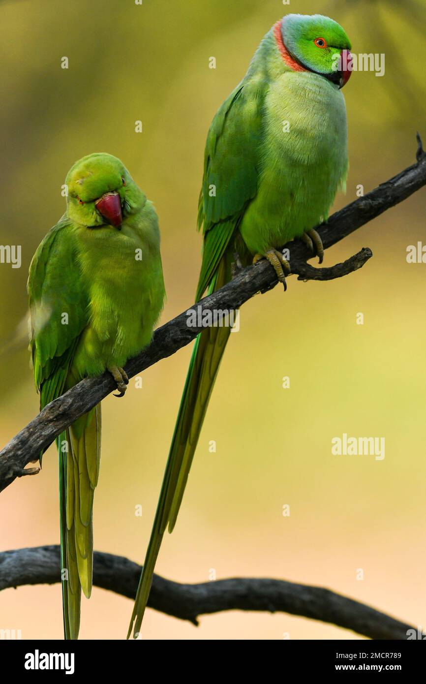 Primo piano di Rose ringed parakeet o anello collo di parakeet o Psittacula krameri coppia un paio di pappagallo in fondo verde naturale parco nazionale keoladeo Foto Stock