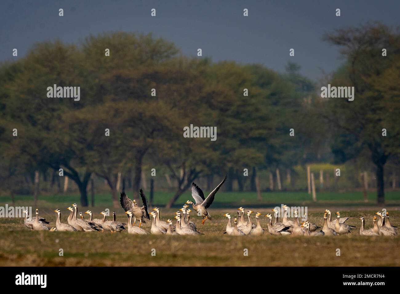 bar testa di oca o anser indicus famiglia o gregge in un campo aperto durante la migrazione invernale nel paesaggio panoramico di barkhera jaipur rajasthan india asia Foto Stock